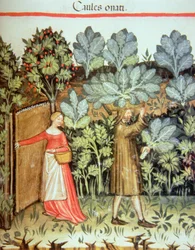 Kohlernte, aus dem Tacuinum Sanitatis Codex Vindobonensis